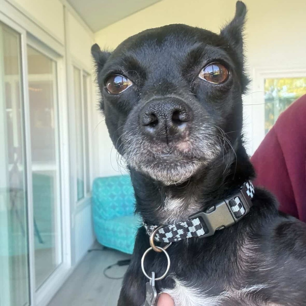 Meet your Posher, Stan